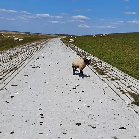 Neu!! Deichblick Og Am Jadebusen/nordseekueste Appartamento Augusthausen